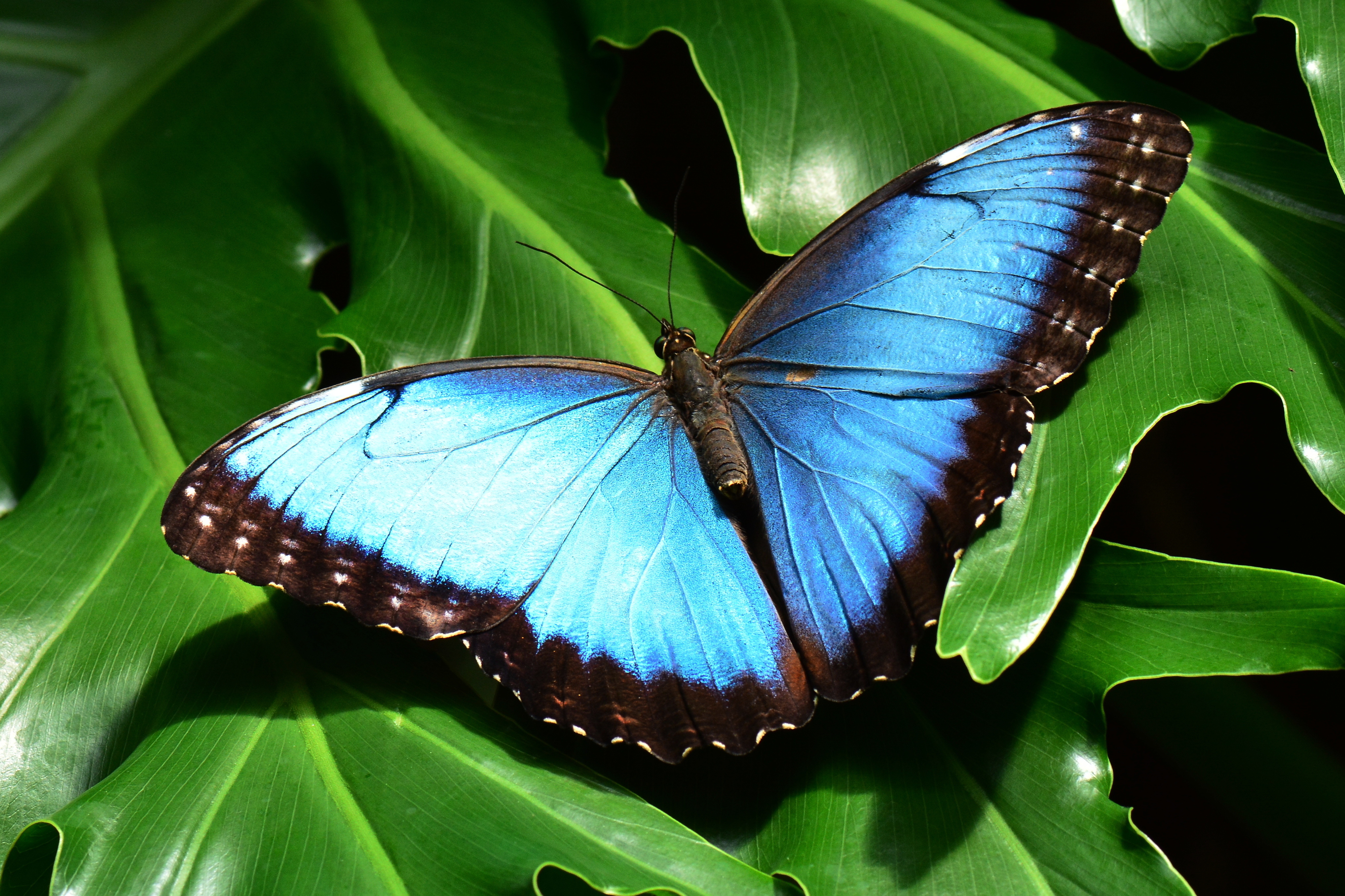 Бабочка с голубыми крыльями длинные лапы наверху 2 крыла